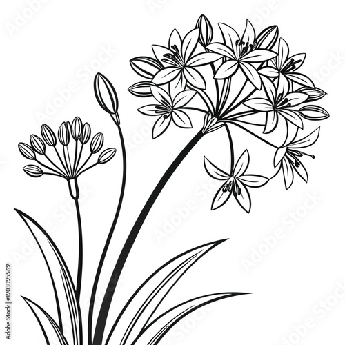 allium moly with leaves