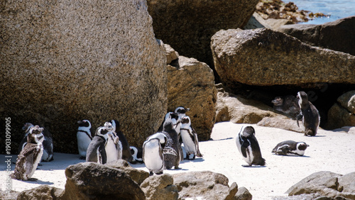 Explore Boulders Beach with charming African penguins in Simons Town, Cape Town