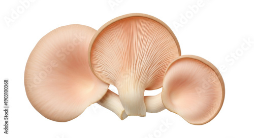 Pink oyster mushrooms isolated PNG, edible fungi with delicate flavor for gourmet cooking and vegan cuisine