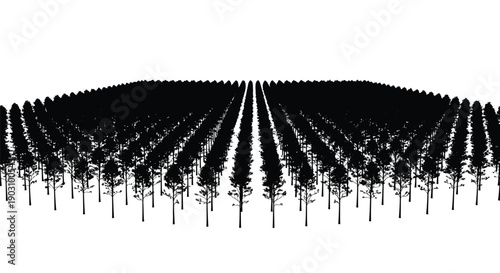 Silhouettes of countless perfectly aligned trees stretch into the distant white horizon suggesting order