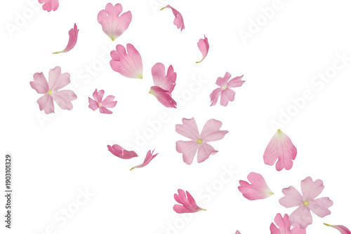 Delicate pink cherry blossom petals floating gently isolated on transparent background