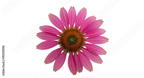 Obraz na płótnie Vibrant pink coneflower isolated PNG on transparent background, Echinacea purpur
