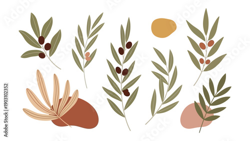 Flat lay composition of various olive branches with leaves and stones on a white background with earthy tones.