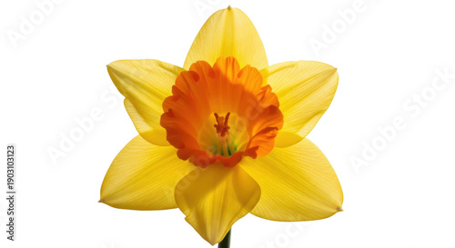 Vibrant yellow daffodil flower isolated PNG on transparent background, spring blossom cutout for graphic design and botanical projects