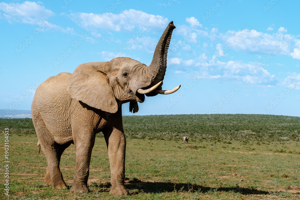 Fototapeta premium Majestic elephant roaming freely in Addo Elephant Park, South Africa, under a bright blue sky