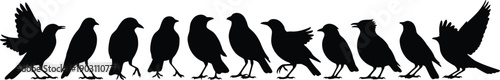 A row of black silhouetted birds perched on a horizontal line