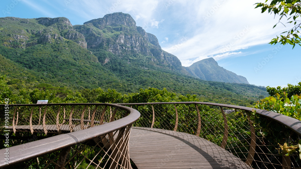 Fototapeta premium Breathtaking views from the canopy bridge at Kirstenbosch Gardens in Cape Town, South Africa