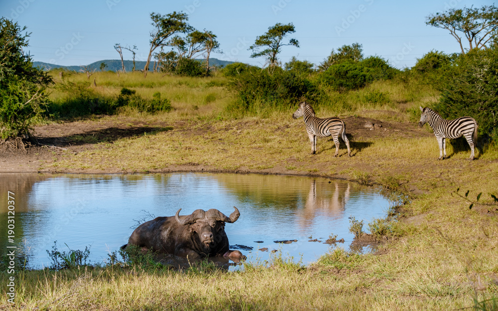 Obraz premium Majestic buffalo relaxing by the water with zebras in Kruger National Park, South Africa
