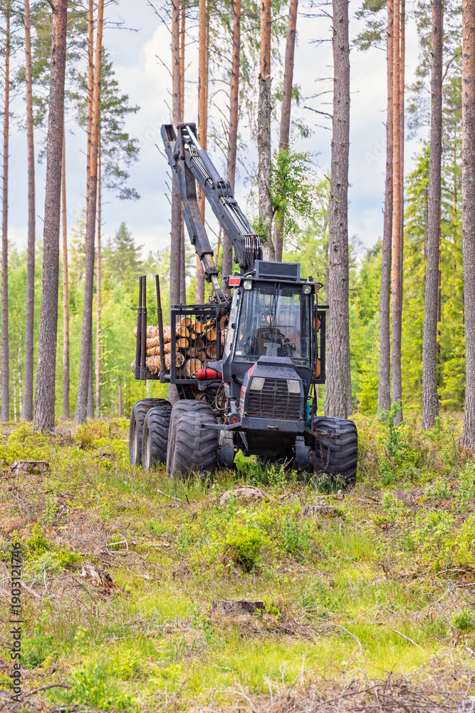 Obraz premium Forwarder with logs in a pine forest