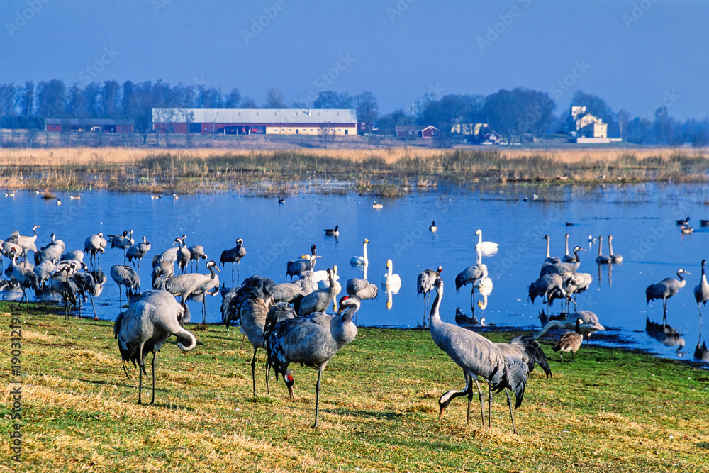 Fototapeta premium Flock of cranes on a meadow by a lake a in early spring
