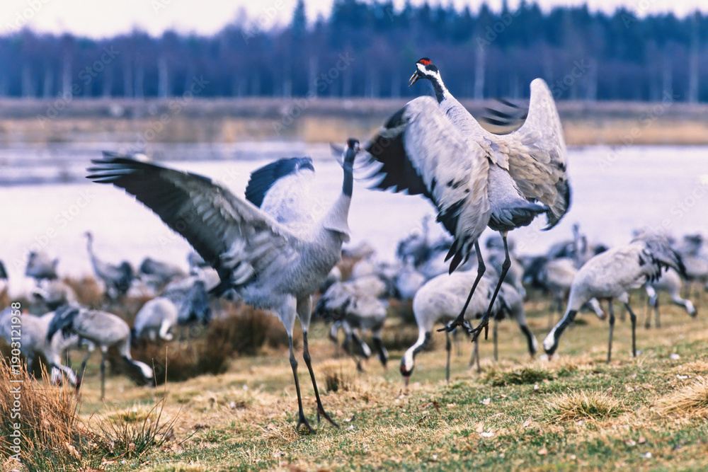 Fototapeta premium Dancing cranes with spread wings on a meadow by a lake