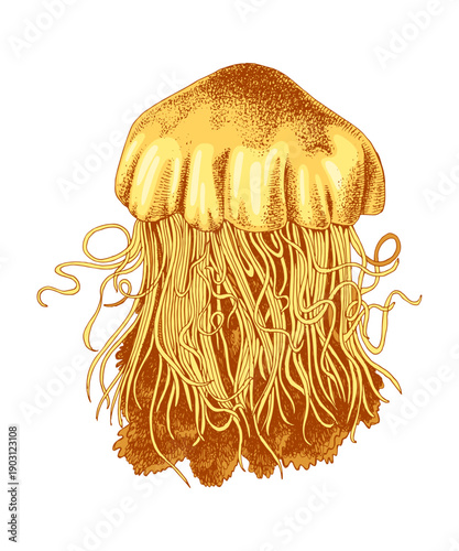 Hand drawn jellyfish vector illustration