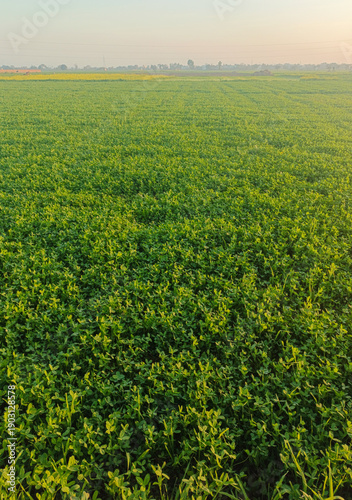 Obraz na płótnie lush Green fodder crops for livestock feed, green fields wallpaper