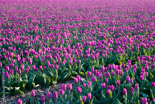 Wallpaper Mural Lilac tulips Torontodigital.ca