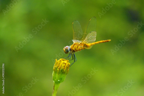 Dragonfly; Grasshopper; Insect; Nature; Jumping insect; Green bug;  Acrididae; Wildlife 5