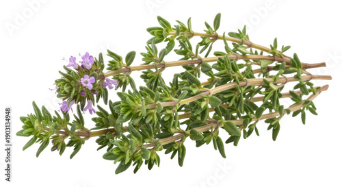 Blooming thyme sprigs isolated PNG on transparent background, aromatic herb with purple flowers for culinary and medicinal use