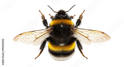 Quadro su tela Detailed bumblebee PNG isolated on transparent background, close-up of a furry i