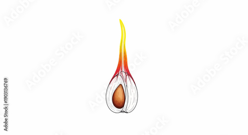 Detailed biological illustration of a germinating plant seed showing its internal structure