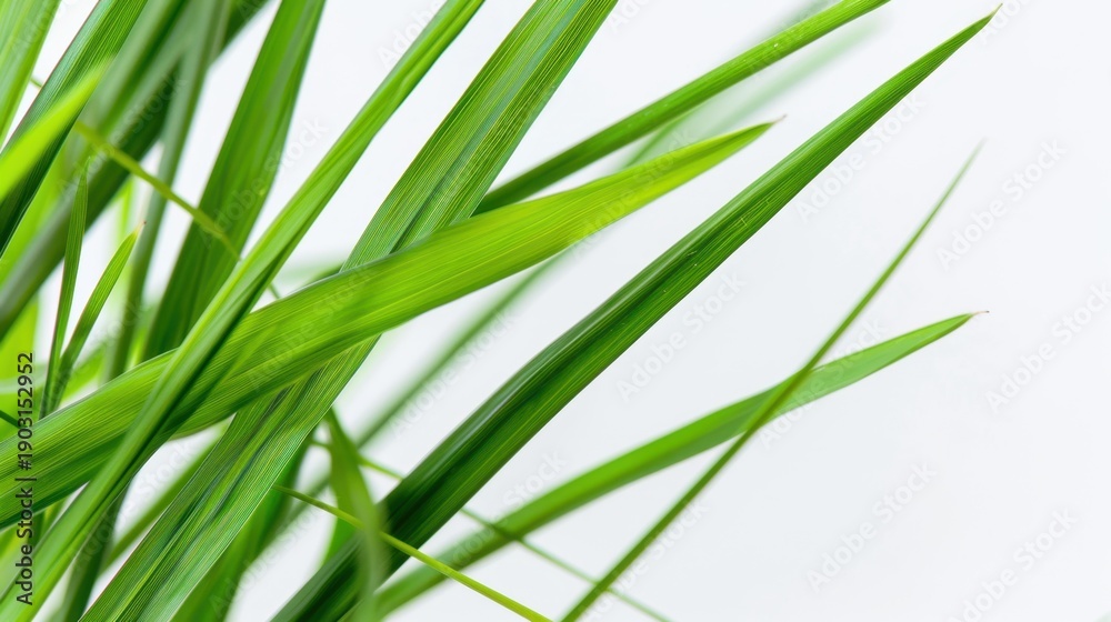Obraz premium Close-up of Fresh Green Grass Blades with Vivid Colorful Texture Against a Light Background for Nature Inspired Designs