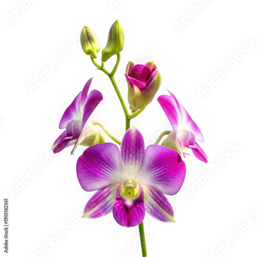 Elegant purple orchid blooming with delicate green stems and leaves against a white background
