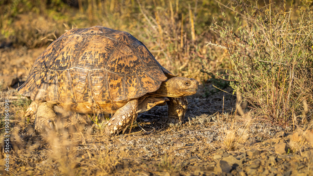 Fototapeta premium Leopard tortoise (Stigmochelys pardalis), Kwandwe Private Game Reserve, South Africa.