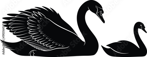 Black swan silhouette with cygnet, elegant water bird family concept, detailed wings and smooth lines, isolated vector illustration on white background.