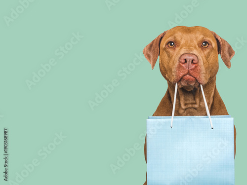 Cute brown dog holds a blue gift bag. Festive holiday concept for birthdays and special occasions. Gentle, joyful atmosphere. Perfect for holiday marketing, social media and seasonal campaign content