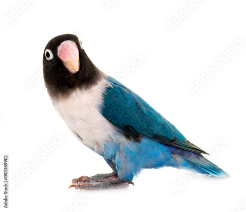 Photography blue masqued lovebird