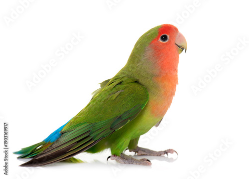 Fotografie Peach-faced Lovebird in studio