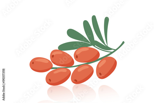 Sea-buckthorn isolated on white background. Vector flat clipart.