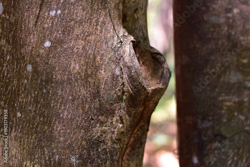 Fotografie agarwood tree, Agarwood tree in the plant,Thymelaeaceae tree raw material for ma