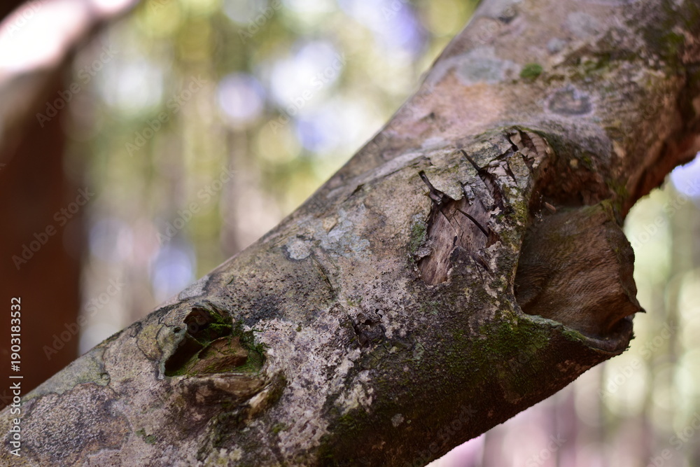 Fototapeta premium agarwood tree, Agarwood tree in the plant,Thymelaeaceae tree raw material for making perfume