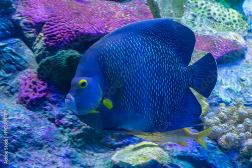 French angelfish,Pomacanthus paru, swimming in front of colorful corals at the Loro Parque Tenerife aquarium in Spain