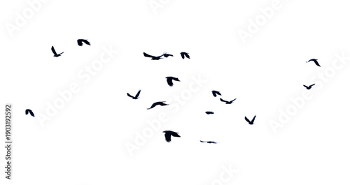 Canvas Print A flock of birds flying in the sky isolated on a white background