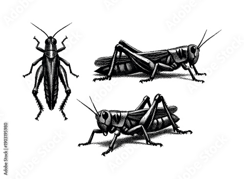 Dynamic Grasshopper Perspectives. Beetle insect a detailed beetle with hard elytra and segmented body shown from top view side view and angled perspective