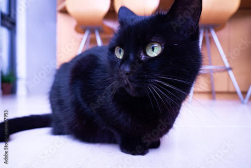 お座りをする黒猫