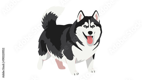Happy siberian husky dog standing with its tongue out and looking friendly on a plain white background for pet care illustrations.