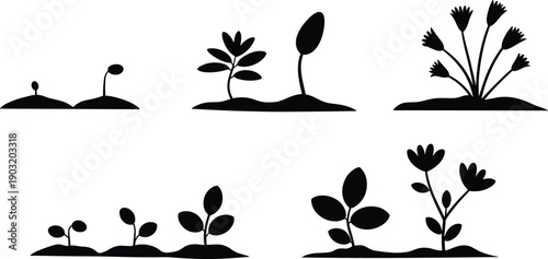 Plant growth stages silhouette collection from seed sprout to blooming flower, botanical nature life cycle and gardening development concept isolated on white background.