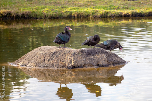 black ducks on an island in a backyard pond