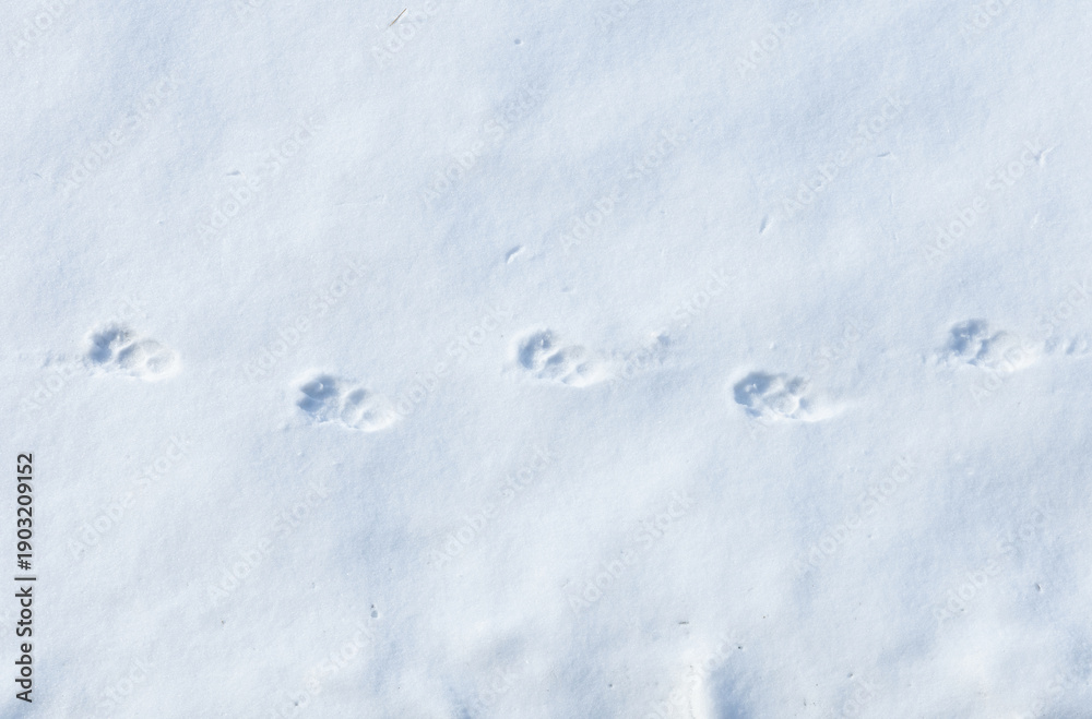 Obraz premium Wildcat tracks in the snow