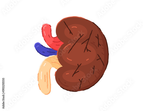 The concept of kidney failure, damaged and problematic kidneys. Illustration of a brown kidney covered in cuts or scratches. Health problems and diseases. Flat outline crayon style. White background.