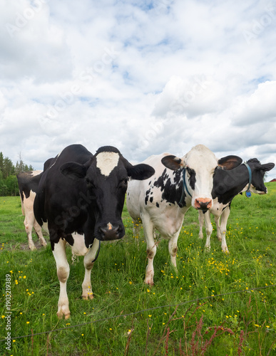 Holstein Friesian dairy cows in a meadow