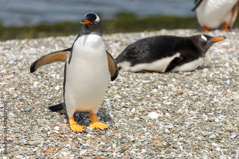 Fototapeta premium A Gentoo Penguin (Pygoscelis) on rocks on a beach.