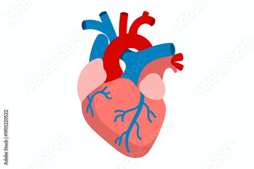 Stylized human heart with red arteries and blue veins white background anatomy medical