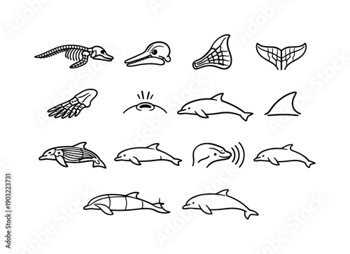 Dolphin anatomy. Line icon set of Dolphin anatomy: dolphin skeleton, dolphin skull, dolphin fin structure, tail fluke anatomy, dolphin