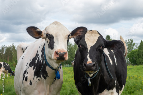 Two Holstein Friesian Dairy Cows in a pasture
