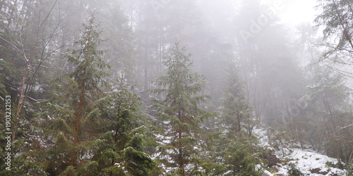 Tableau sur toile Misty alpine forest with snow-covered pines on a foggy winter day
