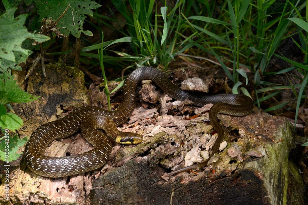 Obraz premium Äskulapnatter // Aesculapian snake (Zamenis longissimus) - Odenwald, Germany