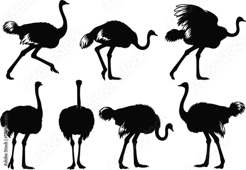 Ostrich silhouette set, African flightless bird poses collection isolated on white background black  