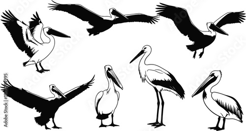 Pelican illustration, stork drawing, bird silhouette, flying pelican, standing stork, wildlife art, ornithology reference